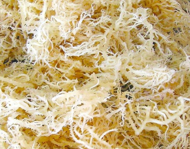 Premium Indonesian Seaweed